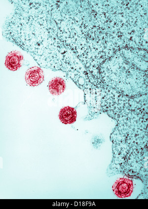 Micrographe de virus herpétique humain-6, le HHV-6 Banque D'Images