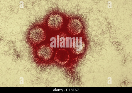 Micrographe de l'adénovirus canin Banque D'Images