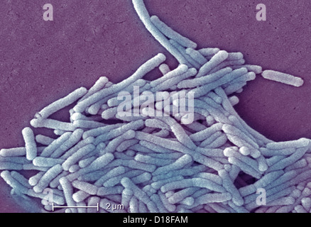 Micrographe de bactéries Legionella, 6500x Banque D'Images