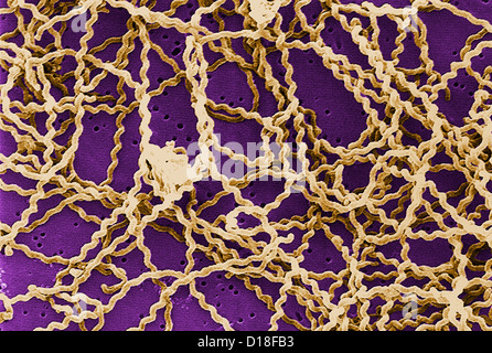 Micrographie électronique à balayage, la bactérie Leptospira Banque D'Images