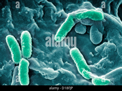 Micrographe de Pseudomonas aeruginosa Banque D'Images