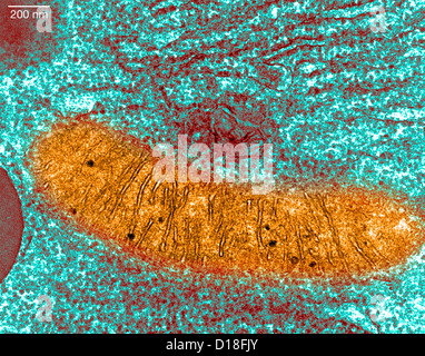 Micrographe pancréas Banque D'Images