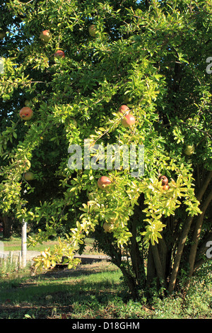 Grenadier (Punica granatum) Banque D'Images