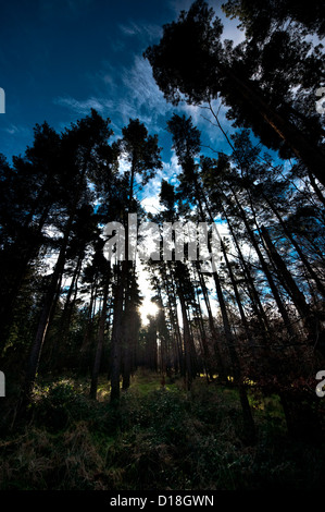 Le pin d'arbres de la commission forestière de la forêt de Thetford Banque D'Images