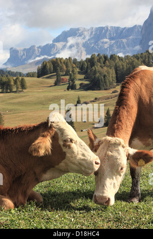 Les vaches se lèchent à Siusi / Alpe di Siusi, le Tyrol du Sud / Alto Adige, Italie Banque D'Images