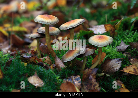 La Brique HYPHOLOMA SUBLATERITIUM ( champignons ) dans des bois d'automne. Banque D'Images