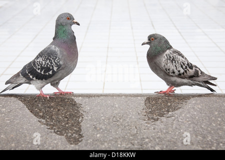 Deux pigeons en face de l'autre debout sur un mur humide Banque D'Images