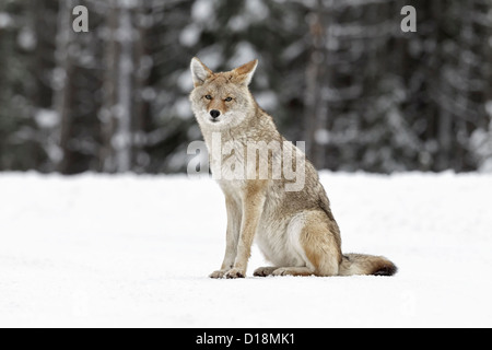 Une alerte Coyote adultes en pelage d'hiver, assis sur un flux de neige - Parc national Banff Banque D'Images