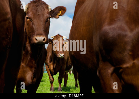 La race bovine Rouge belge est une race de Flandre Occidentale en Belgique Banque D'Images