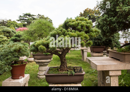 Un bonsaï arbre dans le jardin de l'Humble Administrateur à Suzhou, Chine. Banque D'Images