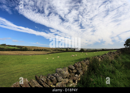 Paysage d'été vue sur Blackton Village, Upper Teesdale, comté de Durham, Angleterre, Grande-Bretagne, Royaume-Uni Banque D'Images