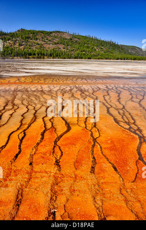 Midway Geyser Basin- colonies d'Algues Grand Prismatic Spring, au Parc National de Yellowstone, Wyoming, USA Banque D'Images