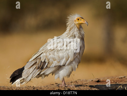 Percnoptère (Neophron percnopterus), appelé aussi le vautour charognard blanc ou de poulet du pharaon Banque D'Images