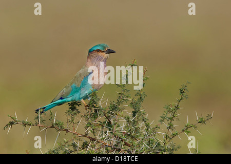 Rouleau (Coracias benghalensis indien) perché sur bush épineux Banque D'Images