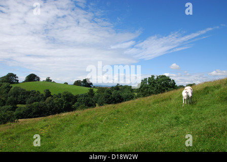 Chalice Hill près de Glastonbury Tor Somerset Banque D'Images