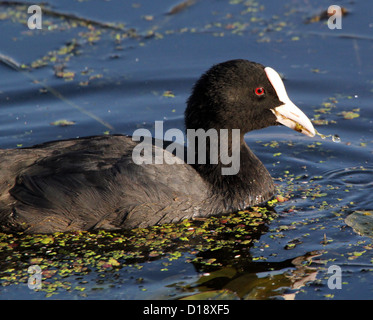 Fermer et portrait détaillé de Foulque macroule (Fulica atra) au milieu de lentilles d'alimentation Banque D'Images