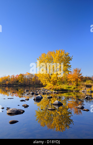 Un érable à sucre d'automne reflètent dans la rivière Vermilion, Grand Sudbury, Ontario, Canada Banque D'Images