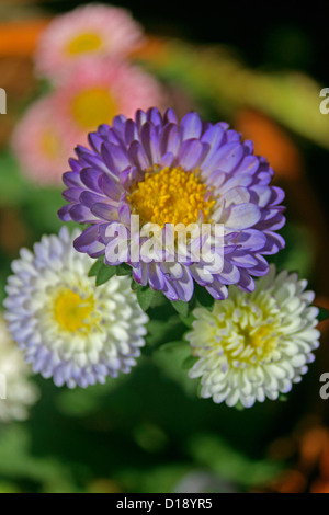 China Aster Callistephus chinensis Fleurs , Banque D'Images