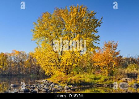 Un érable à sucre d'automne reflètent dans la rivière Vermilion, Grand Sudbury, Ontario, Canada Banque D'Images