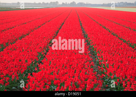 Champ de tulipes commercial près de Lisse, Pays-Bas Banque D'Images