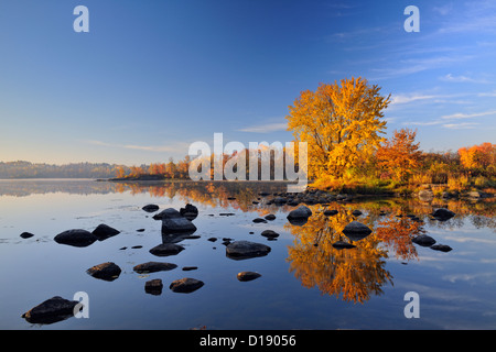 Un érable à sucre d'automne reflètent dans la rivière Vermilion, Grand Sudbury, Ontario, Canada Banque D'Images