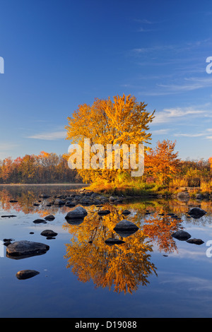 Un érable à sucre d'automne reflètent dans la rivière Vermilion, Grand Sudbury, Ontario, Canada Banque D'Images