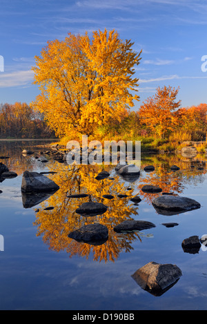 Un érable à sucre d'automne reflètent dans la rivière Vermilion, Grand Sudbury, Ontario, Canada Banque D'Images