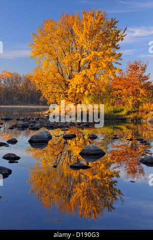 Un érable à sucre d'automne reflètent dans la rivière Vermilion, Grand Sudbury, Ontario, Canada Banque D'Images