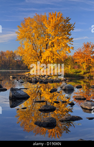 Un érable à sucre d'automne reflètent dans la rivière Vermilion, Grand Sudbury, Ontario, Canada Banque D'Images