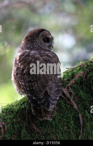 Chouette tachetée du Nord (Strix occidentalis) perché sur une branche. Banque D'Images