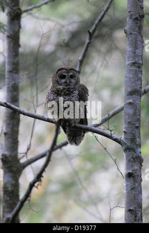 Chouette tachetée du Nord (Strix occidentalis) perché sur une branche. Banque D'Images