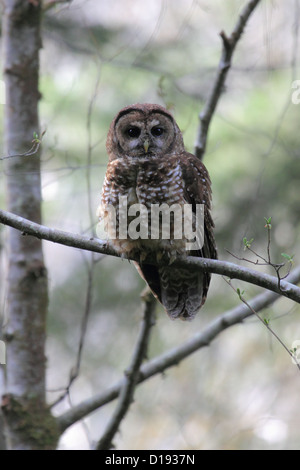 Chouette tachetée du Nord (Strix occidentalis) perché sur une branche. Banque D'Images