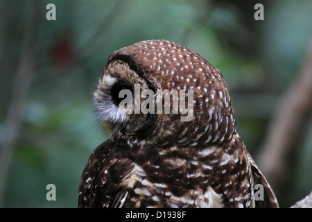 Chouette tachetée du Nord (Strix occidentalis) perché sur une branche. Banque D'Images