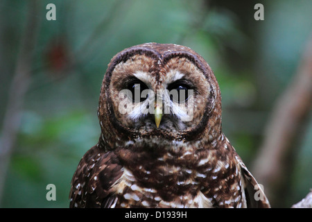 Chouette tachetée du Nord (Strix occidentalis) perché sur une branche. Banque D'Images