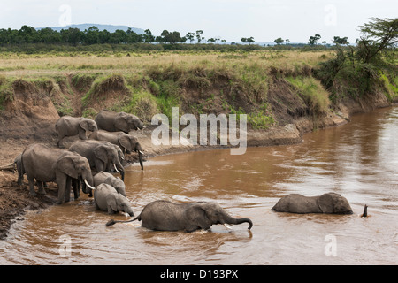 Troupeau d'éléphants (Loxodonta africana) crossing river, Maasai Mara, Kenya, Afrique, Septembre 2012 Banque D'Images