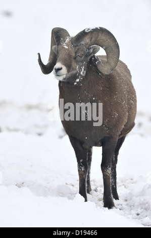 Une vue de face du mouflon d'adultes debout dans la neige fraîche le contact visuel. Banque D'Images