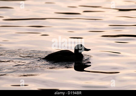 11 Décembre 2012 - Swansea - UK : Canards nager sur le lac à Brynmill Park que le soleil couchant jette une lumière dorée sur sa surface par une froide journée de l'hiver. Banque D'Images