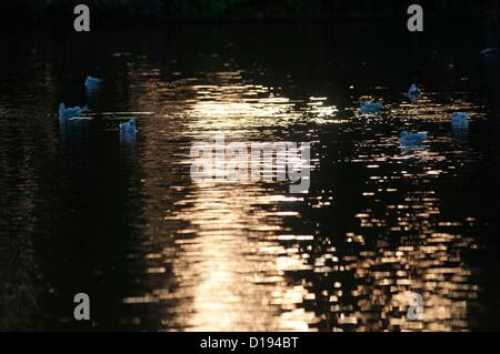 11 Décembre 2012 - Swansea - UK : Oiseaux natation sur le lac à Brynmill Park que le soleil couchant jette une lumière dorée sur sa surface par une froide journée de l'hiver. Banque D'Images