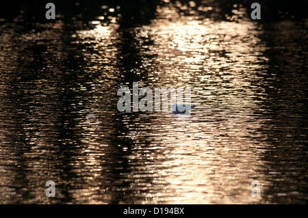 11 Décembre 2012 - Swansea - UK : Oiseaux natation sur le lac à Brynmill Park que le soleil couchant jette une lumière dorée sur sa surface par une froide journée de l'hiver. Banque D'Images