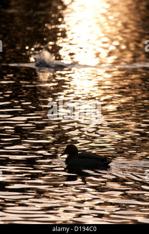 11 Décembre 2012 - Swansea - UK : Canards nager sur le lac à Brynmill Park que le soleil couchant jette une lumière dorée sur sa surface par une froide journée de l'hiver. Banque D'Images