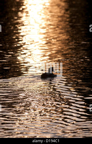 11 Décembre 2012 - Swansea - UK : Canards nager sur le lac à Brynmill Park que le soleil couchant jette une lumière dorée sur sa surface par une froide journée de l'hiver. Banque D'Images