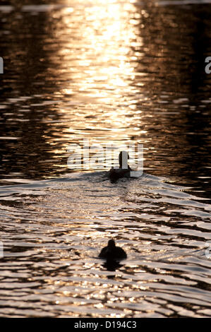 11 Décembre 2012 - Swansea - UK : Canards nager sur le lac à Brynmill Park que le soleil couchant jette une lumière dorée sur sa surface par une froide journée de l'hiver. Banque D'Images