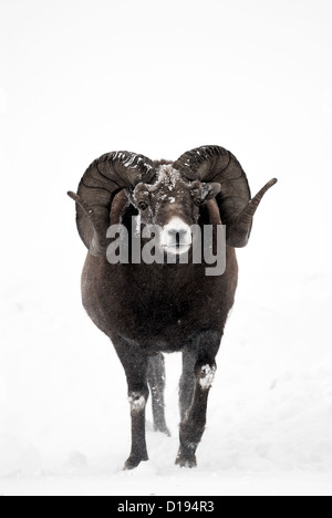 Un énorme le mouflon d'ram avec cornes curl plein debout dans la neige profonde. Banque D'Images