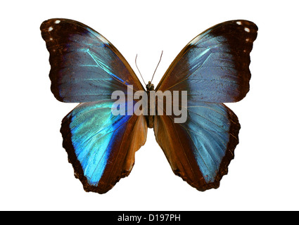 Morpho Deidamia, Morpho deidamia, Nymphalidae. Un papillon néotropical trouvés en Amérique du Sud et centrale. Banque D'Images