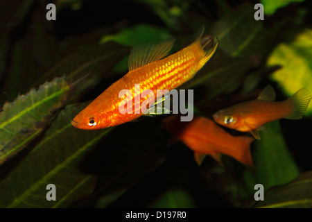 Porte-épée (Xiphophorus hellerii) - mâle dans un aquarium Banque D'Images