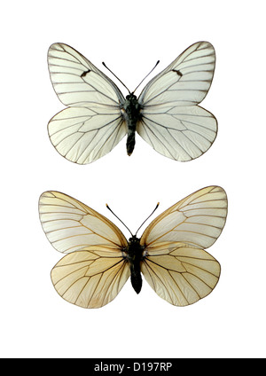 Les papillons blanc veiné de noir, Aporia crataegi, Nymphalidae, lépidoptères. Mâle (en haut), femelle (en bas). Banque D'Images