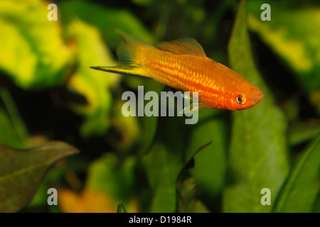 Porte-épée (Xiphophorus hellerii) - mâle dans un aquarium Banque D'Images