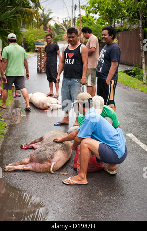 Les villageois balinais un porc d'abattage de manière traditionnelle. Banque D'Images