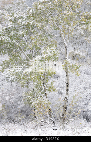 Mince couche de neige fraîche couvre l'arbre dans le Parc provincial Cypress Hills, Alberta, Canada Banque D'Images