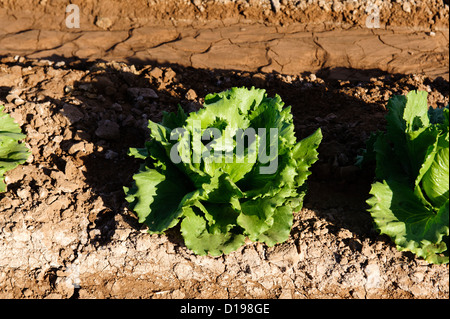 Domaine de la laitue dans l'Imperial Valley, California Banque D'Images